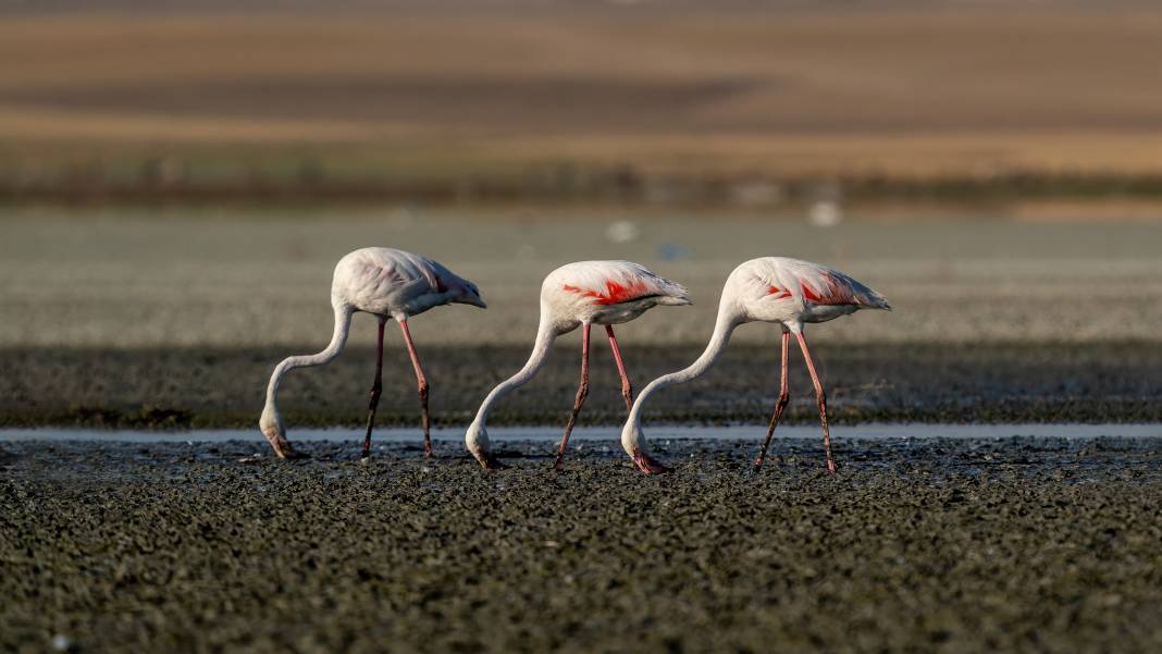 Tuz Gölü, 5 bin yavru flamingoya ev sahipliği yapıyor 6